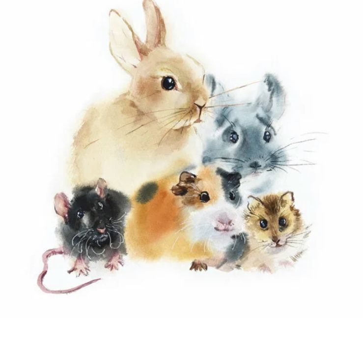 Хомячки крысы морские свинки шиншилы попугаи аквариумные рыбки