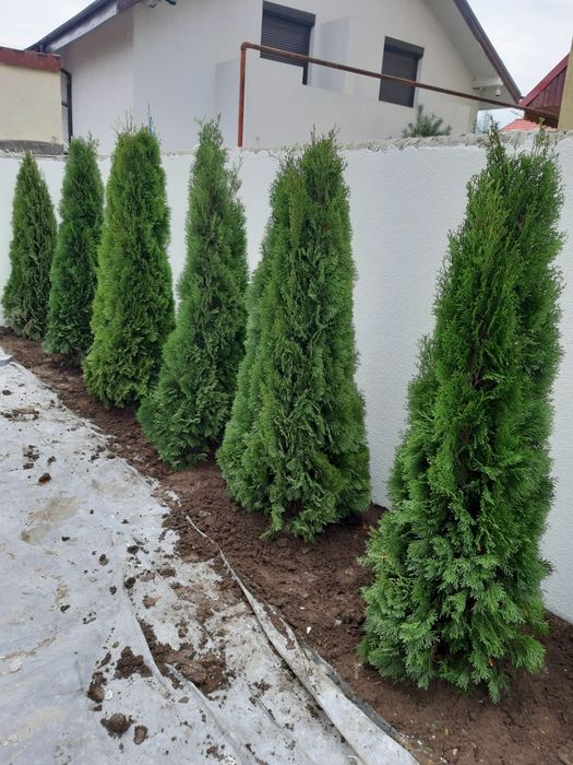 Tuia smaralgd extra calitate, direct din pepeniere, Plante ornamentale