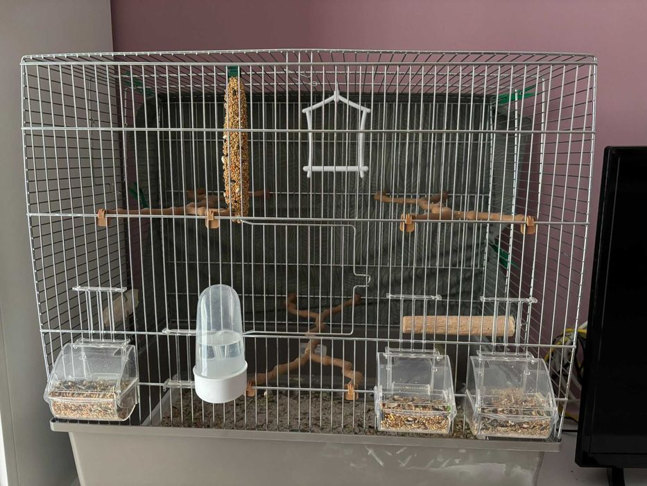 Papagal Nimfa de vanzare + cusca