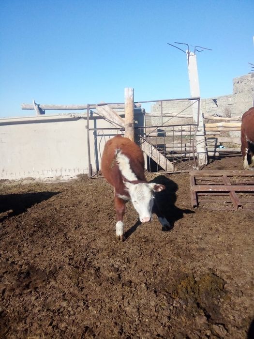 Семіз патсос бұзау сатылады