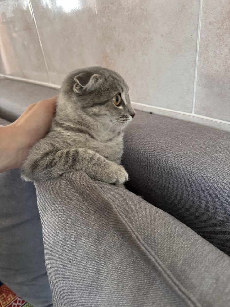Девочка. В добрве руки!