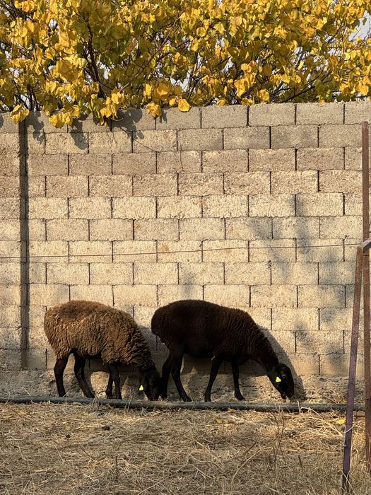 Тоқты сатылады 1ай жемде тұрған мал қылуға жақсы