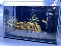 Acvariu pesti scos din folisinta 30x20