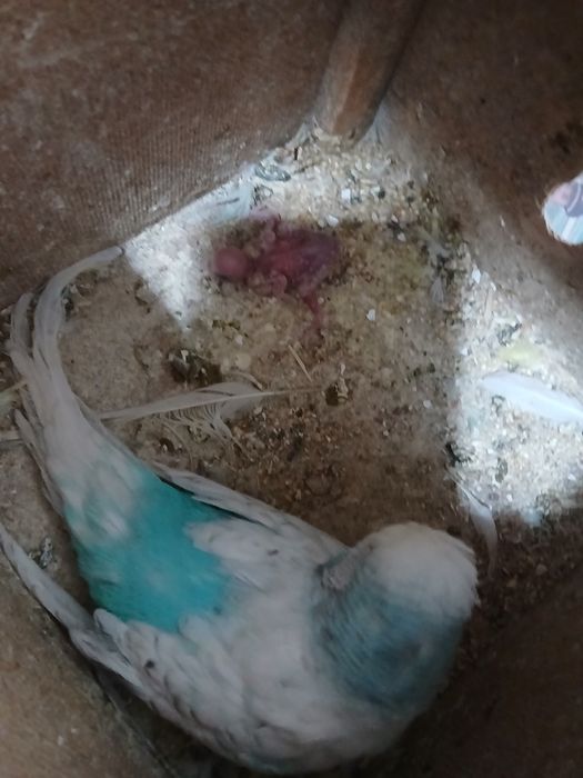 Bir juf popugay sotiladi 1 ta bolasi bor