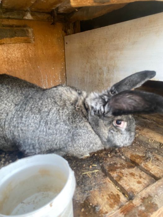 Кролики   фландер