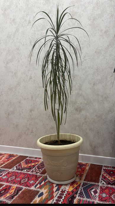 Продаю цветок драценна, находится на юго востоке