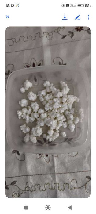 Ciuperca tibetana kefir lapte