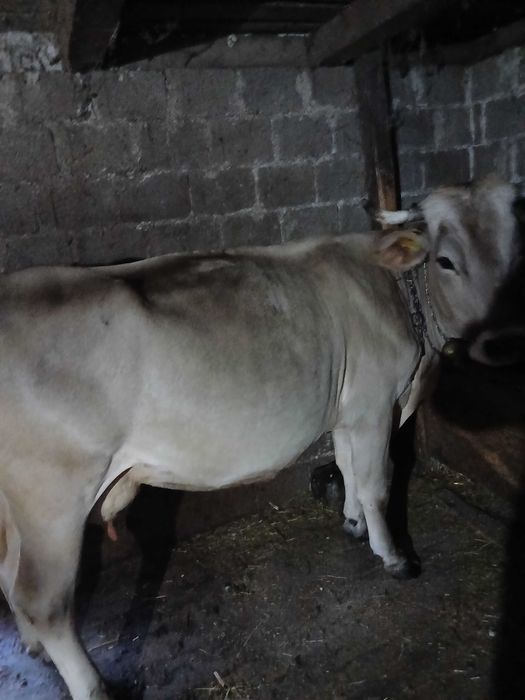 Vacă de vânzare 7500lei