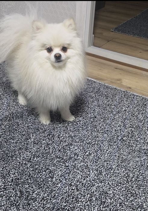 Померанский шпиц тип -baby-face