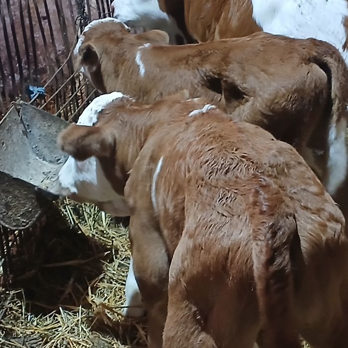 Vitei taurasi si vitele