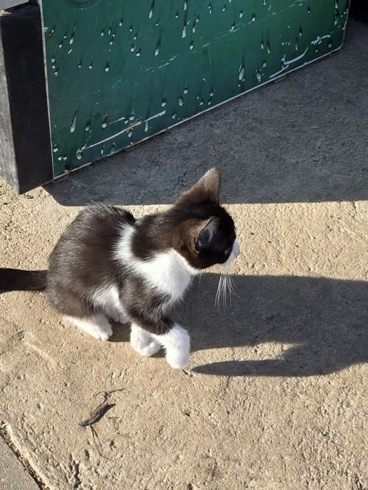 Pui de pisica ,4 fete și un băiat în vârstă de 3 luni