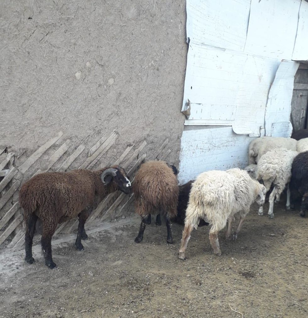 Продам кошкар бараны