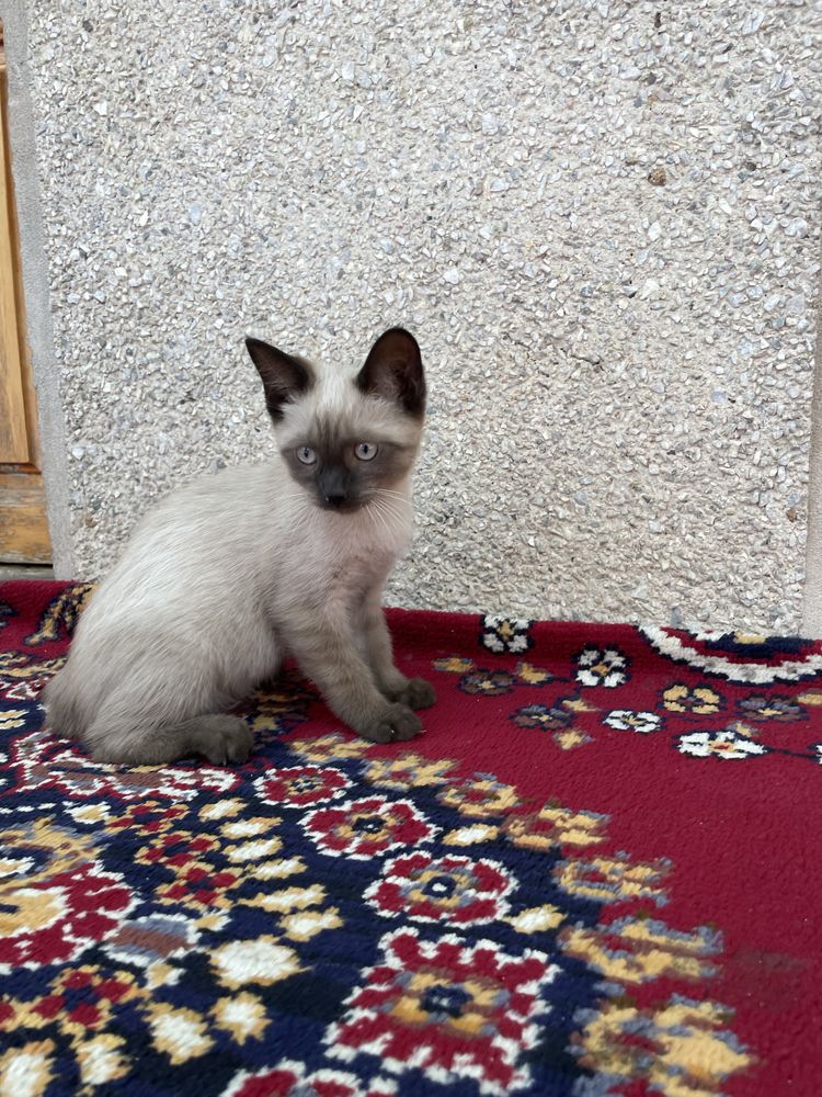 Srochna arzonga beraman