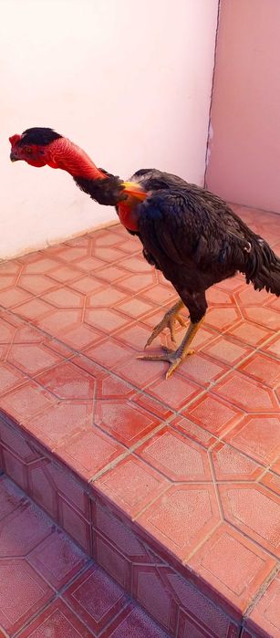 Мадагаскар бойцовая