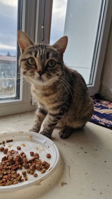 Взрослая кошка умная