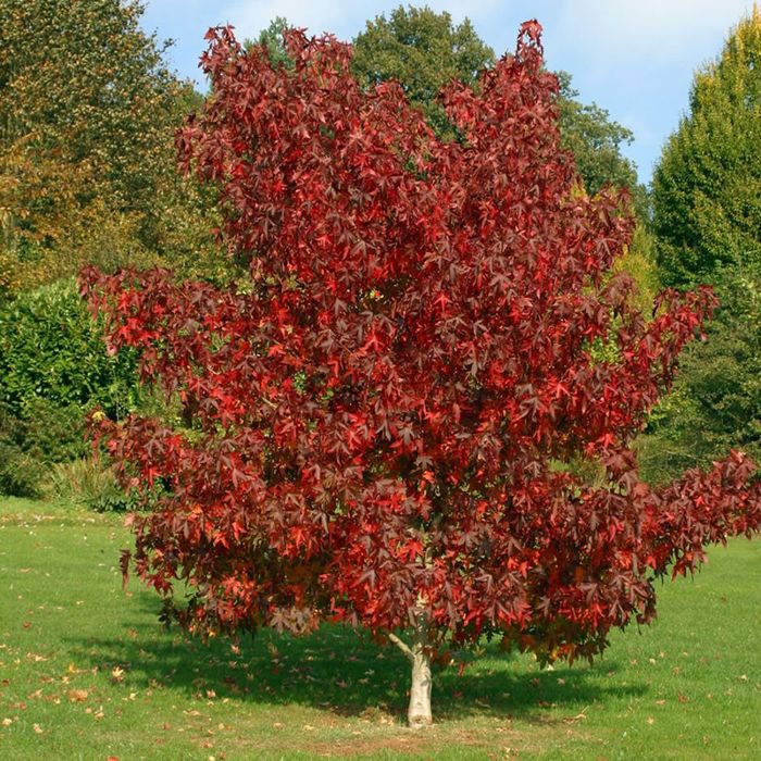 Arborele De Guma( Liquidambar Styraciflua)