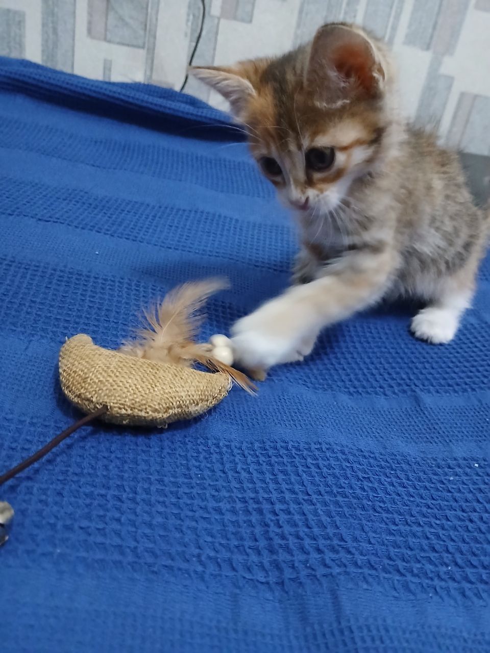 1,5 oylik uy mushugi