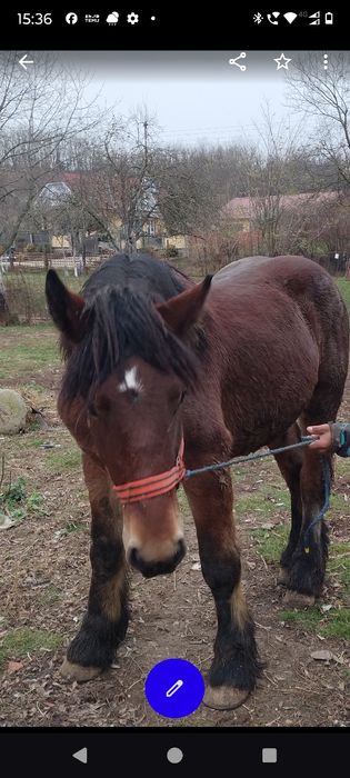 Armăsar un an jumate Ardenez