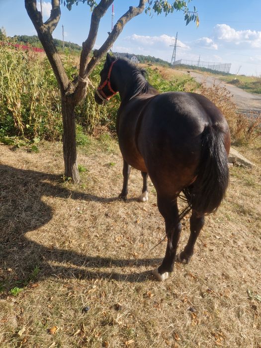 Vînd mînză gestantă