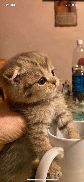 Котенок Золото шиншилла