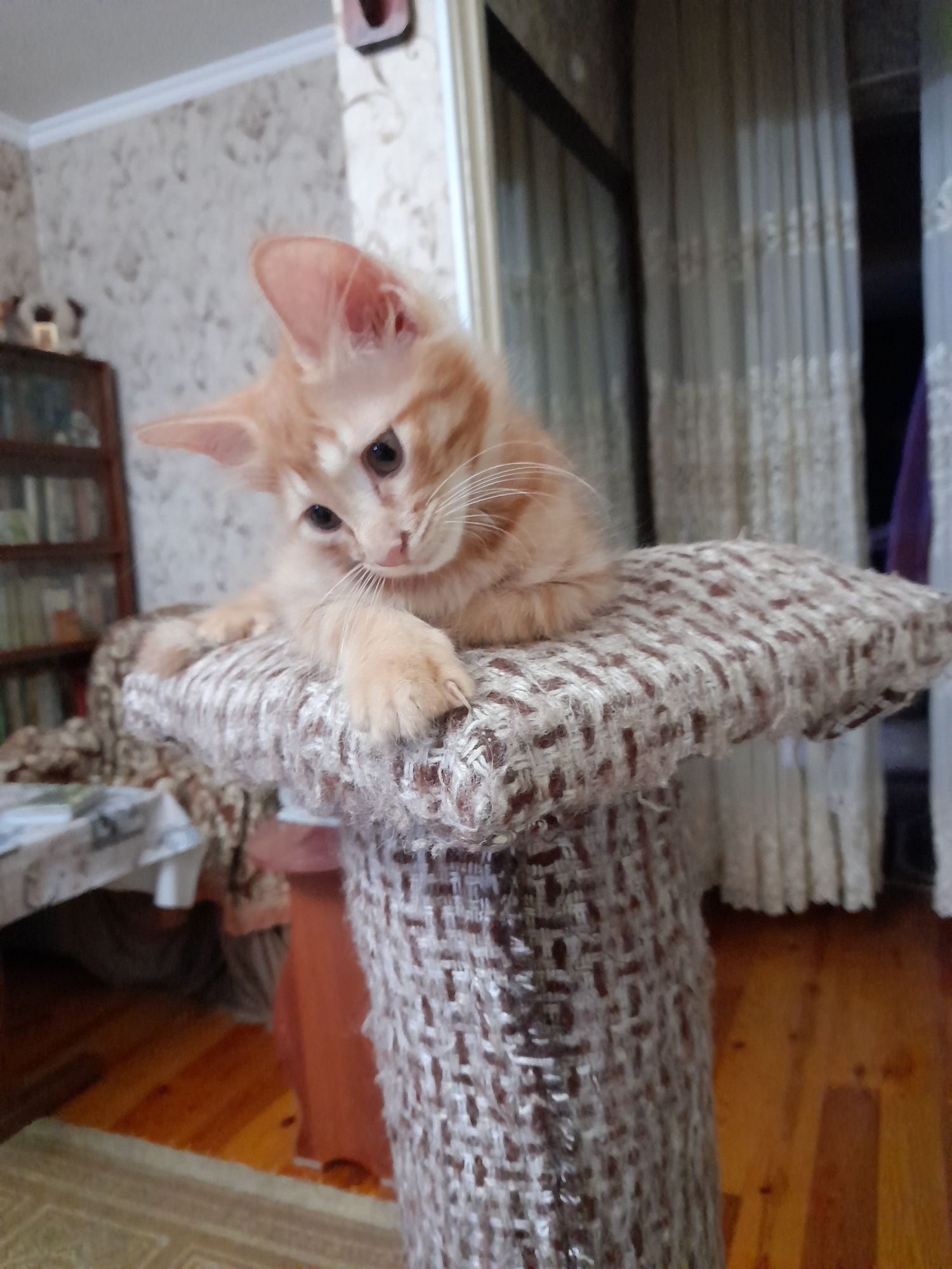 Отдам котёнка в хорошие руки бесплатно