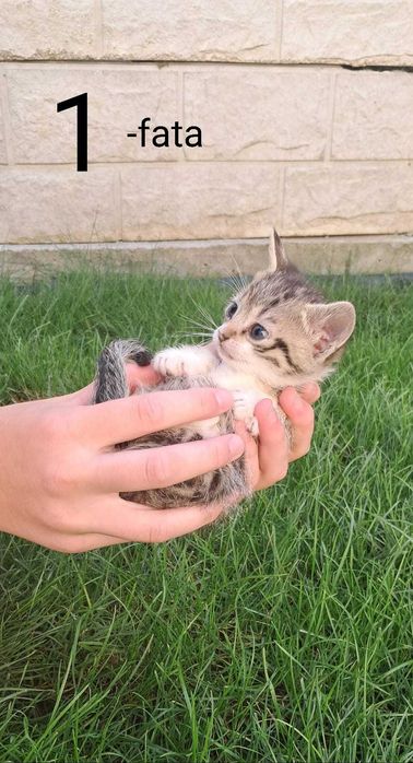 Ofer spre adopție 2 pisicuțe mici și jucăușe, de 3 săptămâni