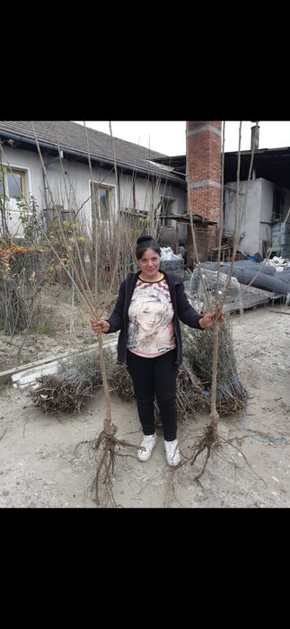 Nuci Chandler Nuci forestier Lemn foc Ciresi/Gisella Aluni Micorizati