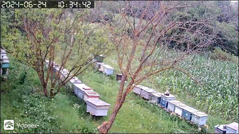 Vand miere 100% naturala 2024