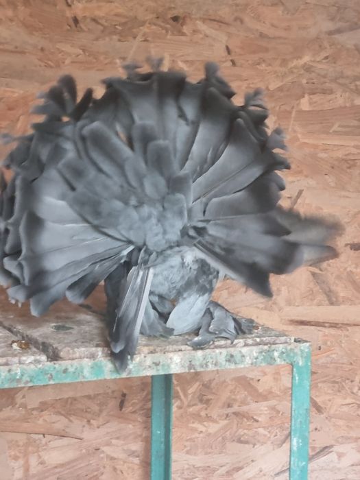 Porumbei ornament