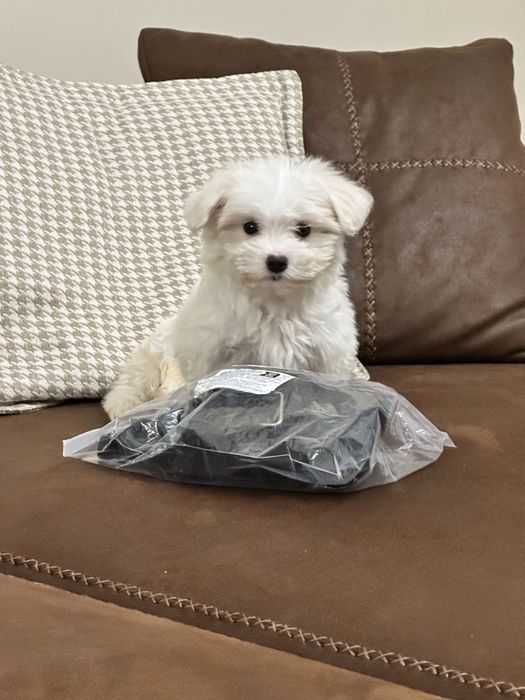 Малтипу- той пудел и малтезе