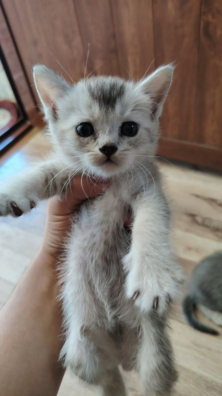 продам котенок серебристая шиншилла