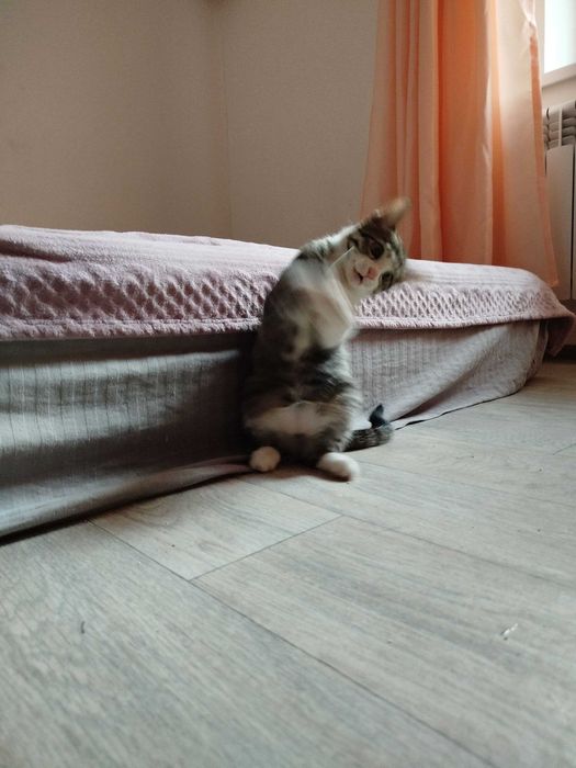 Отдам котёнка, мальчика, в добрые руки