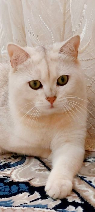 Вияска хизмати — Зотдор Бритиш Шиншилла эркак мушук