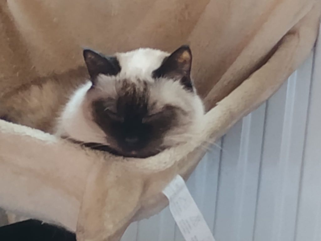 Adopție 2 pisic urgent