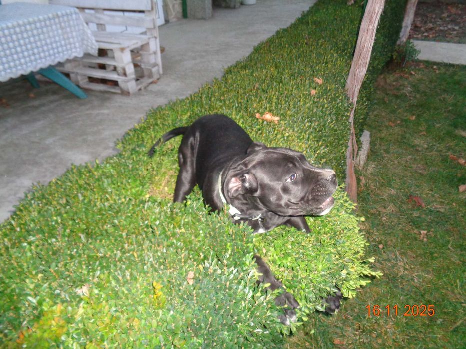 Кане Корсо красиво, здраво момиче на 4 месеца