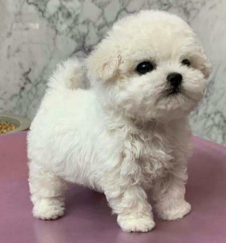 Caniche mini toy