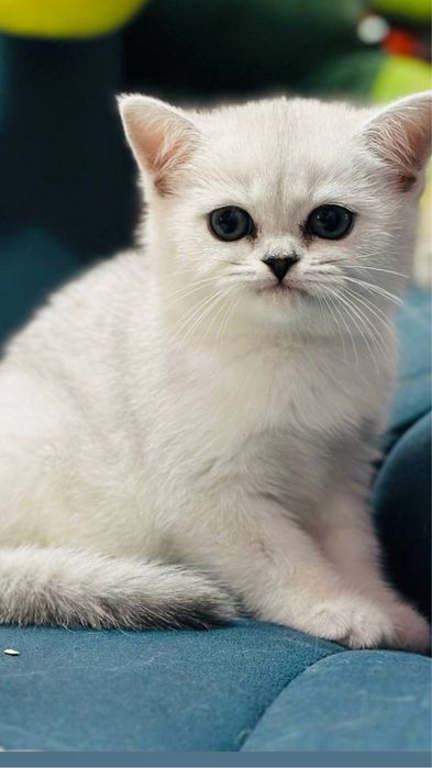 Продаются котята шиншилы