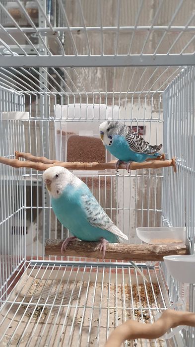 Pereche perusi (specia: pied recesiv/spangle) gata sa faca oua