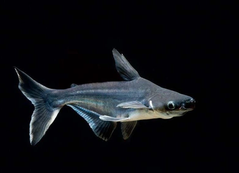 Продам  - пангасиус