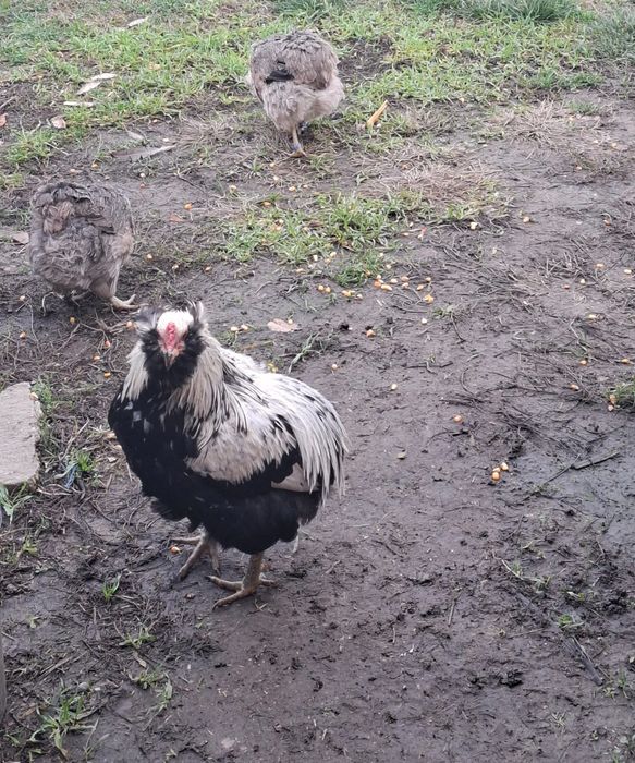 Araucana  argintiu 2×1