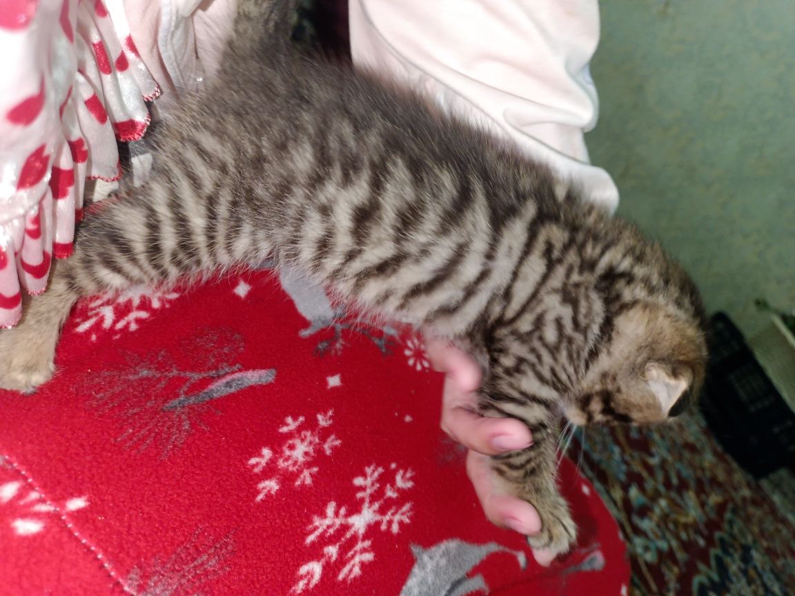 Zotor muwuk onasi Shatlanskiy visla uxla adasi bengal