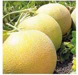 Vând pepeni en-gros soiul Jucar, preț 1,50 RON pe kg, produs românesc