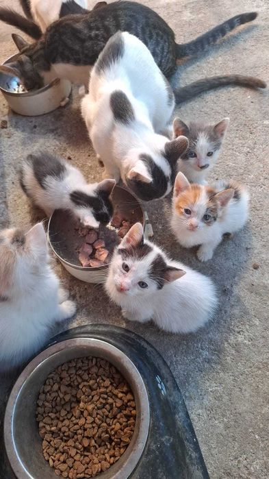 Pisicute apre adoptie