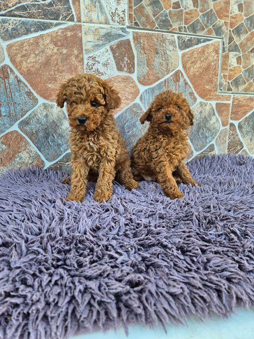 "Мини пуделчета"