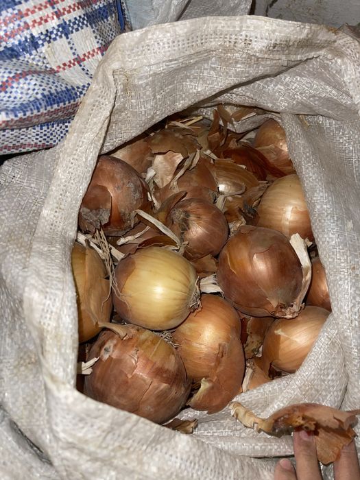Лук хороший по 100 за килограмм