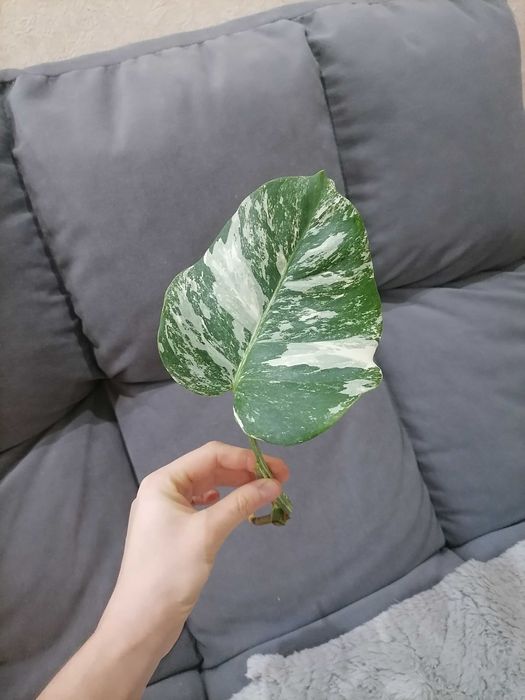 Монстера альба черенок