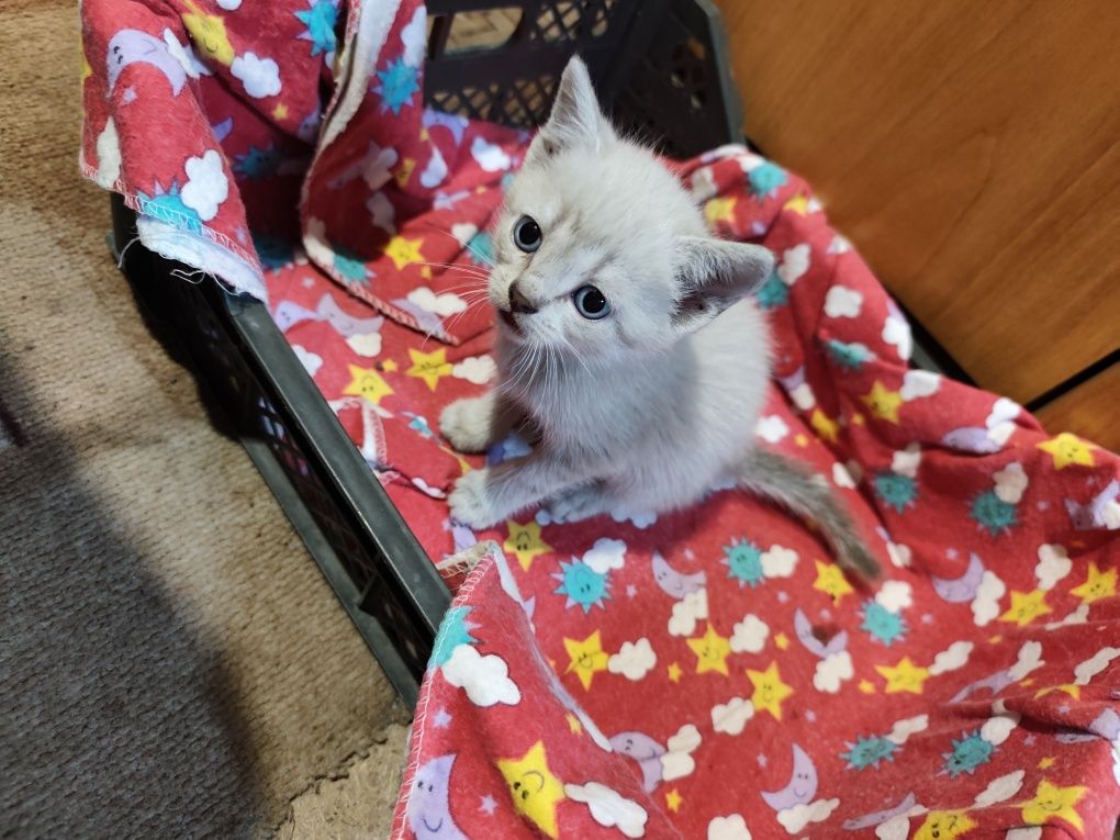 Отдам котят бесплатно