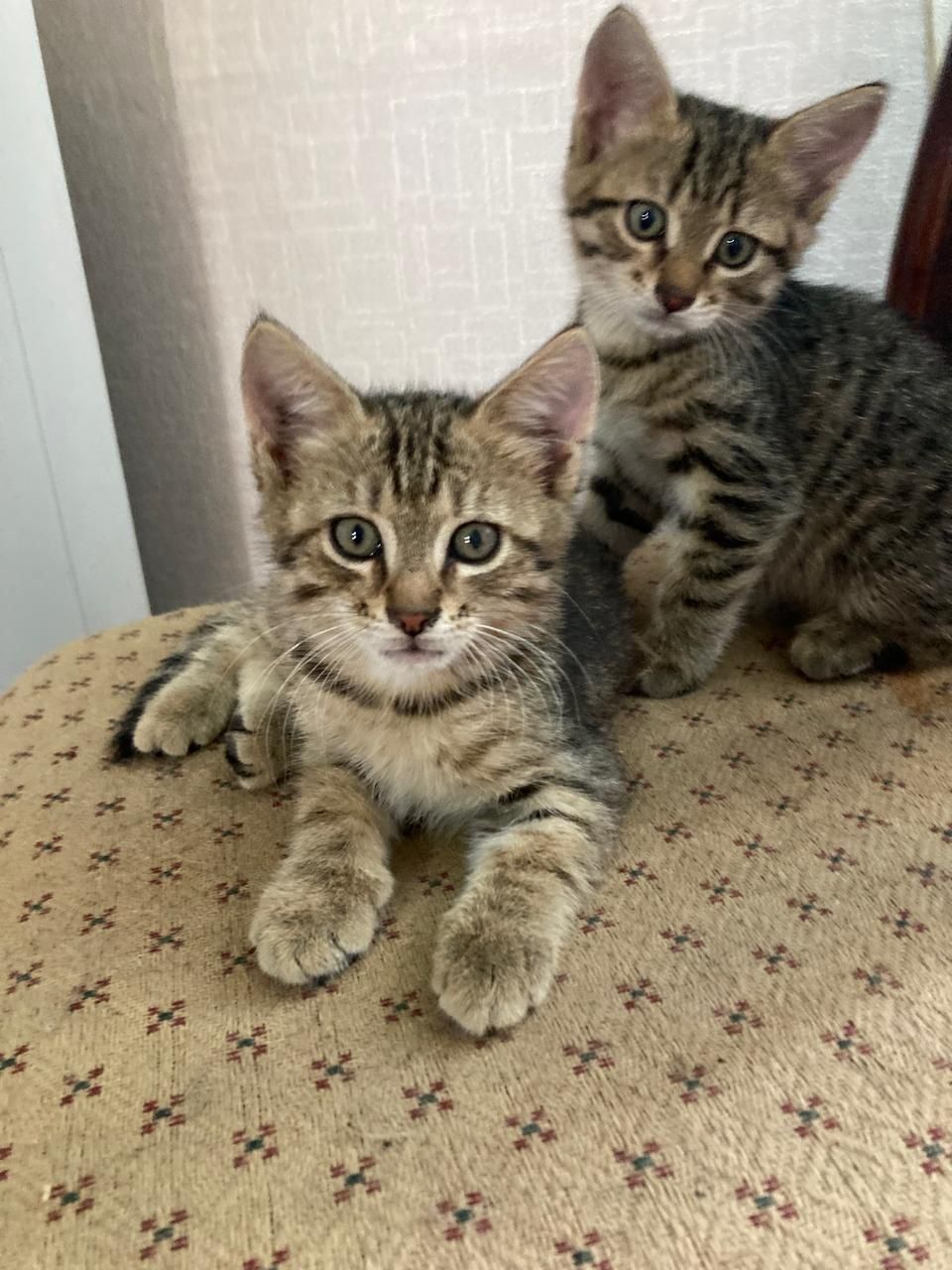 Отдам котят в добрые руки