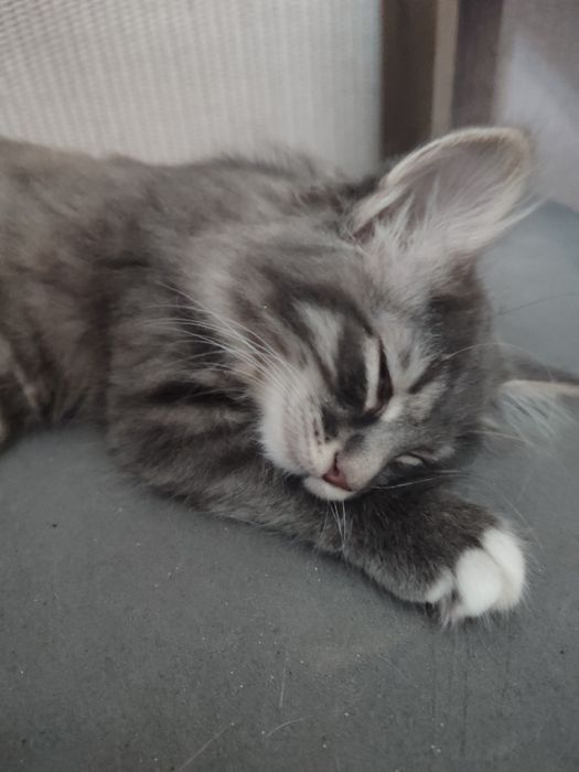 Бобтейл котёнок девочка