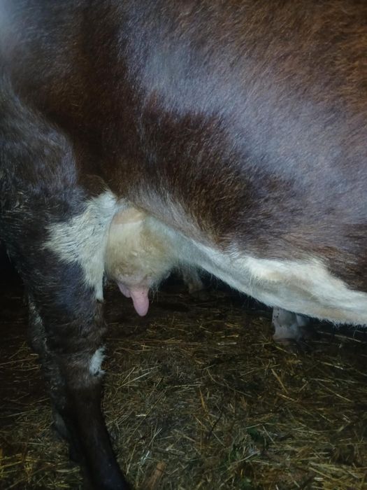 Vând vaca de 6 ani gestanta din august 10 litri lapte